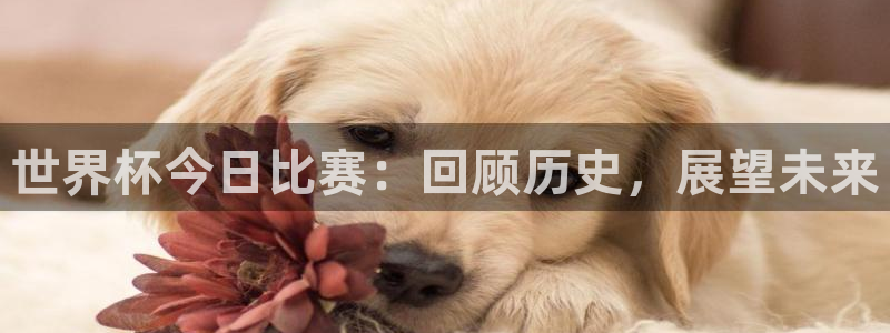 2006年世界杯：世界杯今日比赛：回顾历史，展望未来
